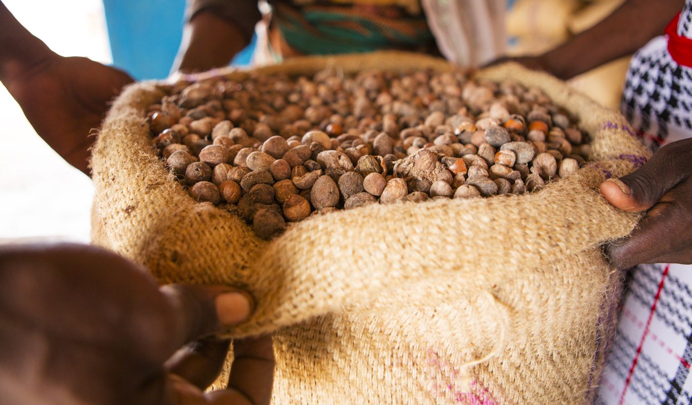 Mains ouvrant un sac de jute rempli de noix de karité séchées, au Ghana
