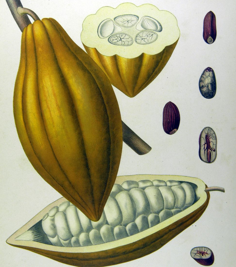 Planche botanique colorée d'une cabosse de cacao entière, d'une cabosse ouverte pleine de fèves et de graines coupées