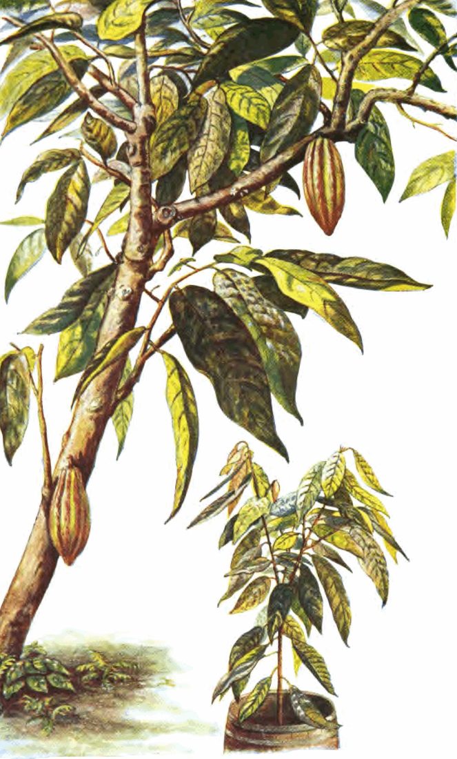 Planche ancienne en couleurs d'un cacaoyer portant des cabosses sur le tronc et d'un jeune plant en pot