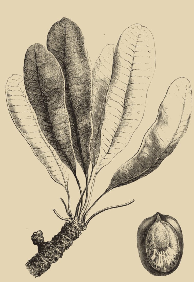 Gravure ancienne d'un rameau de karité aux longues feuilles et d'un fruit coupé montrant l'amande