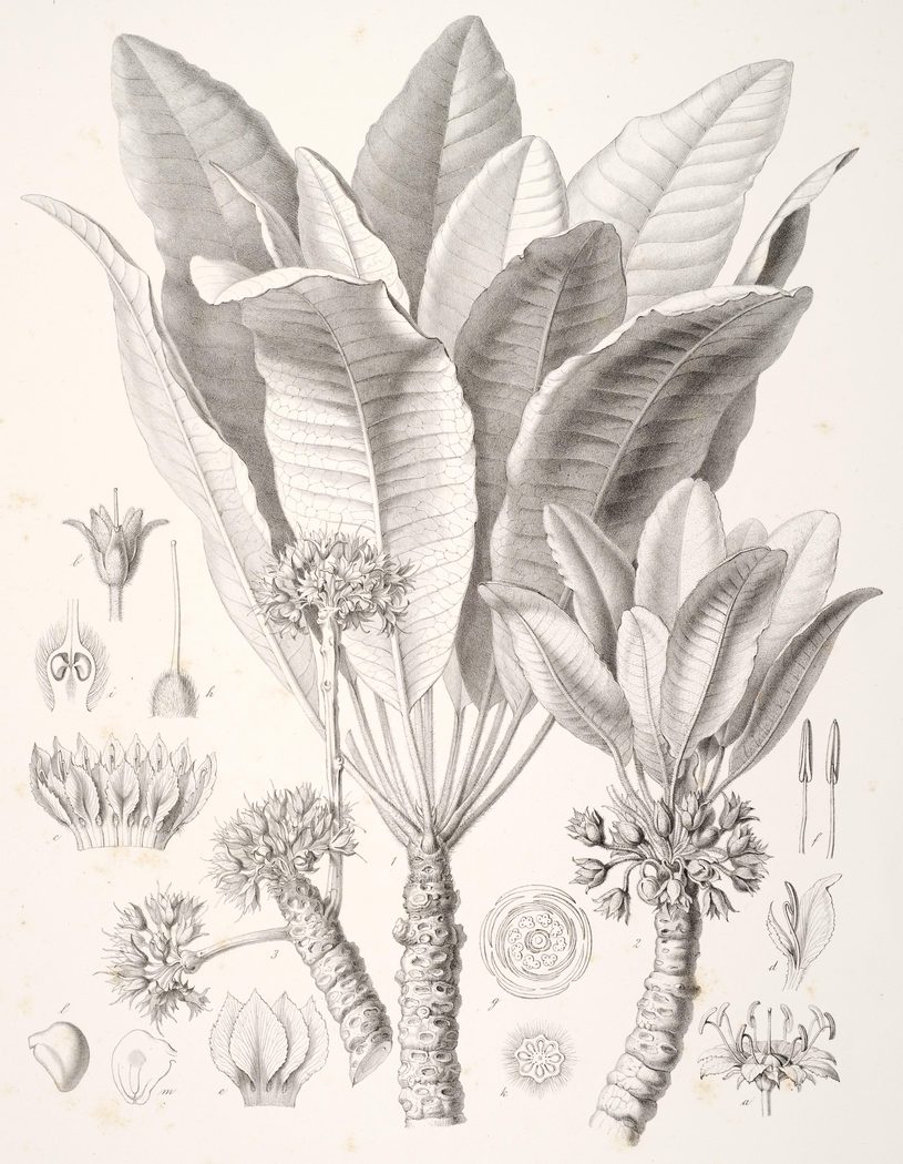 Planche botanique lithographiée de rameaux de karité avec grandes feuilles, bouquets de fleurs et détails floraux