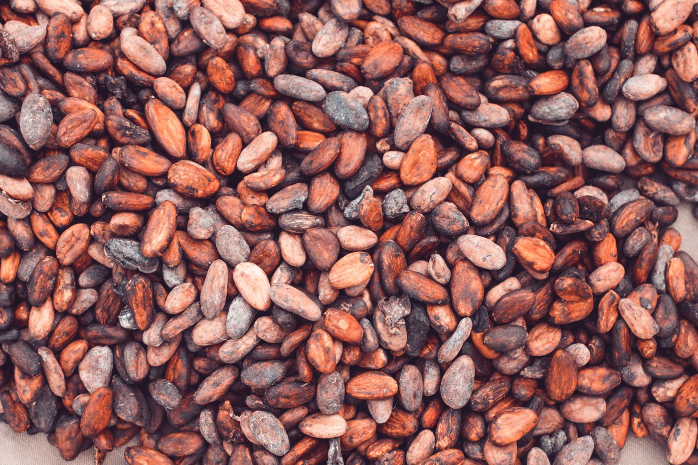 Fèves de cacao séchées en vrac, vues de près, aux teintes brunes et rouges