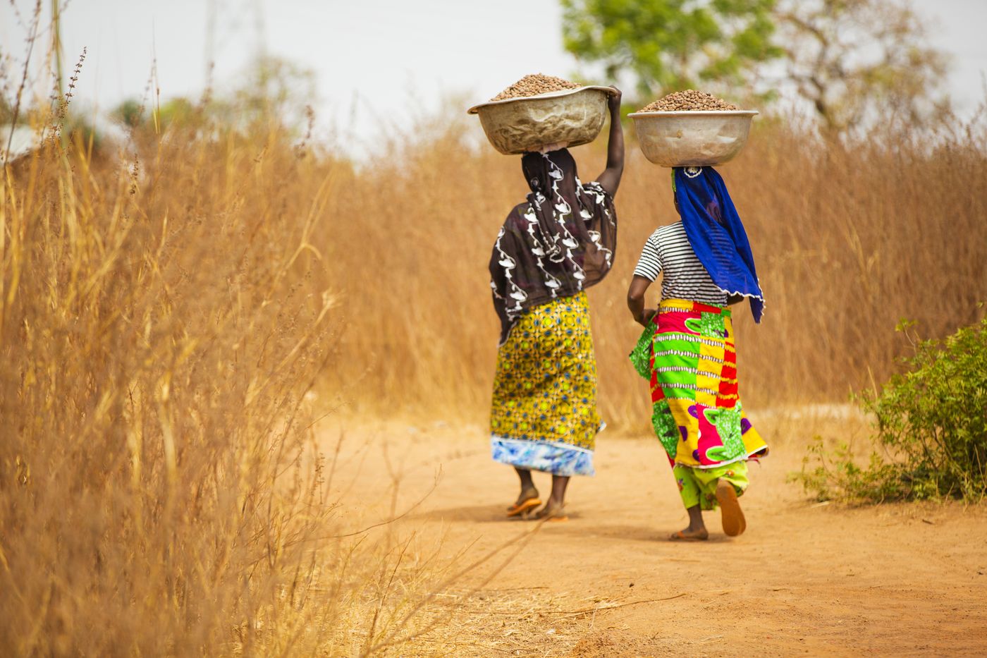 Deux femmes de dos portant sur la tête des bassines de noix de karité, nord du Ghana