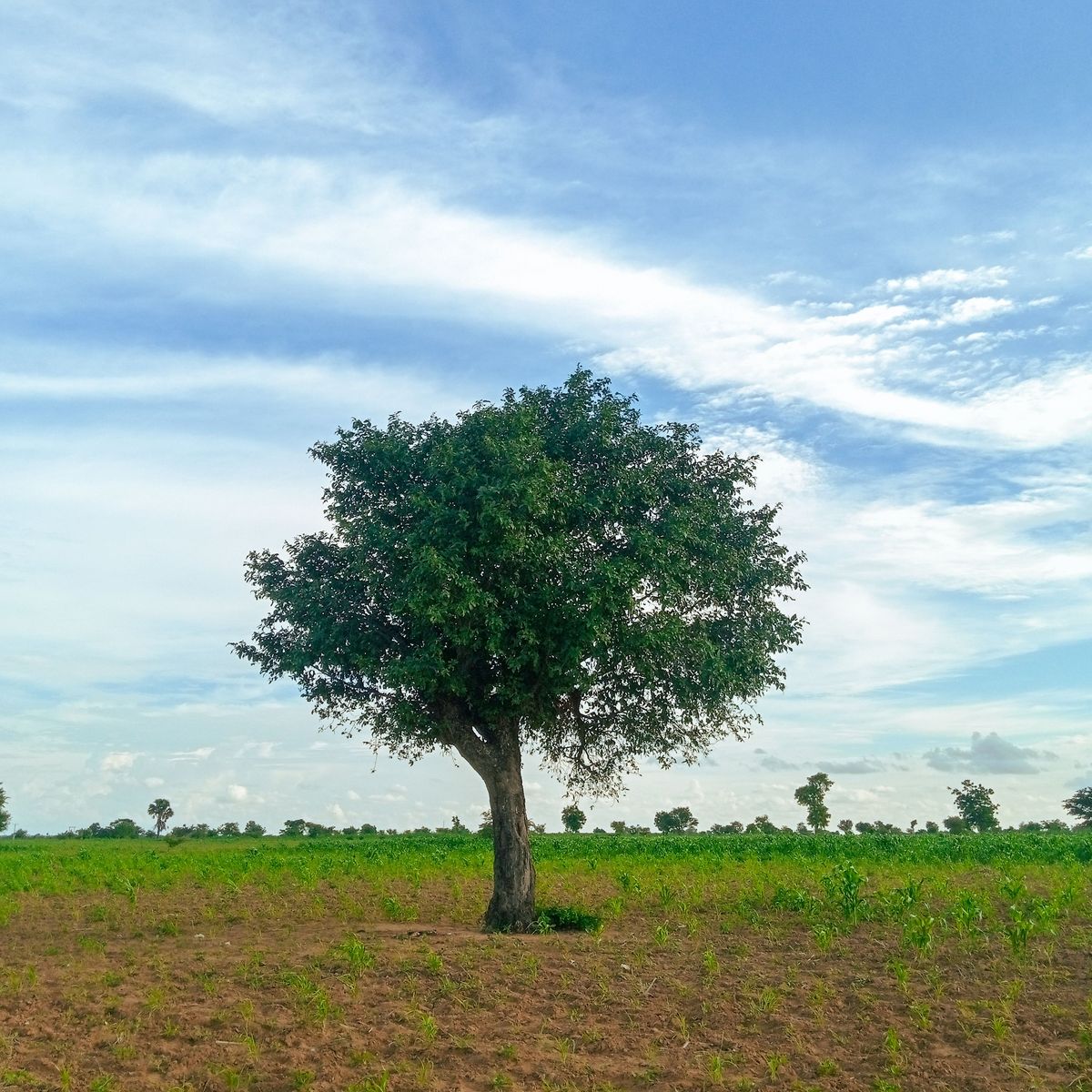 Arbre isolé au milieu d'un champ de jeunes céréales vertes en saison des pluies