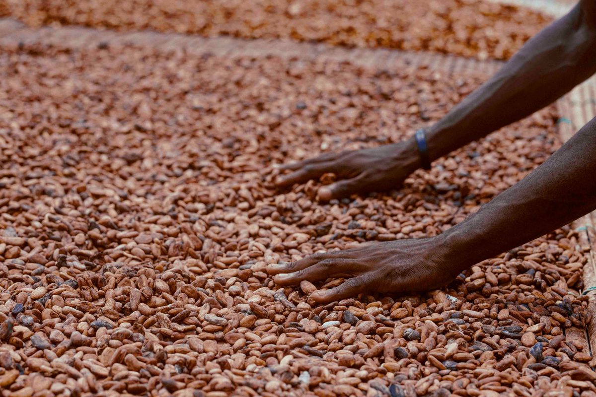 Mains étalant des fèves de cacao à sécher sur une claie au Ghana