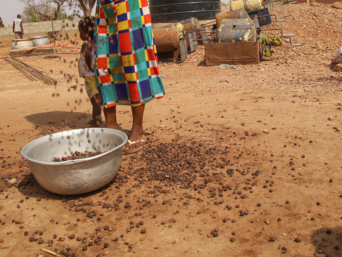 Femme versant des noix de karité séchées d'une bassine sur le sol d'une cour