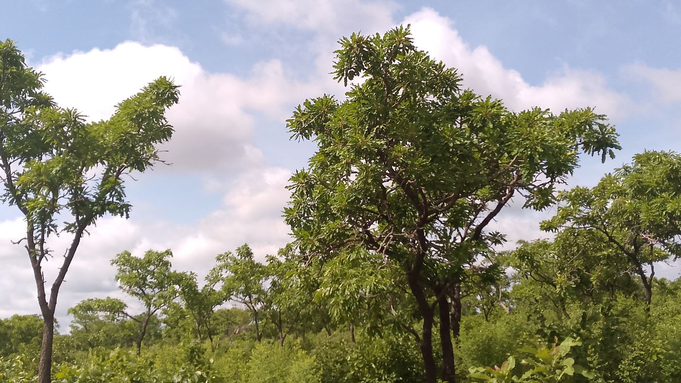 Karités au feuillage dense dans une savane arborée verdoyante sous un ciel nuageux